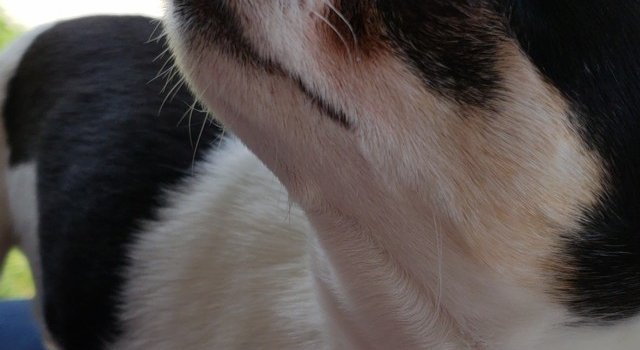 640x1241 Foap.com: aesthetic dog images, pictures and stock photos