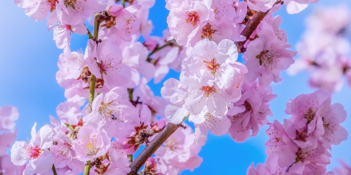 3200x2400 Japanese Cherry Blossom, Blue Sky, Springtime ❤ 4K HD Desktop