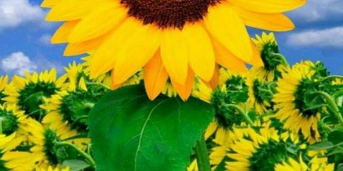 720x1280 Sunflower Wallpaper HD for Android - APK Download