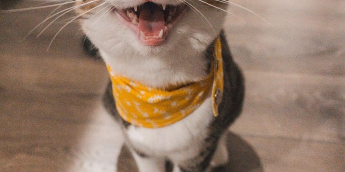 1080x1620 20+ Cat Pictures & Images [HD] | Download Free Images & Stock Photos