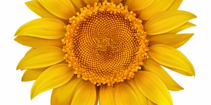920x977 Sunflower Transparent Hi Res - Sunflower Clipart Transparent