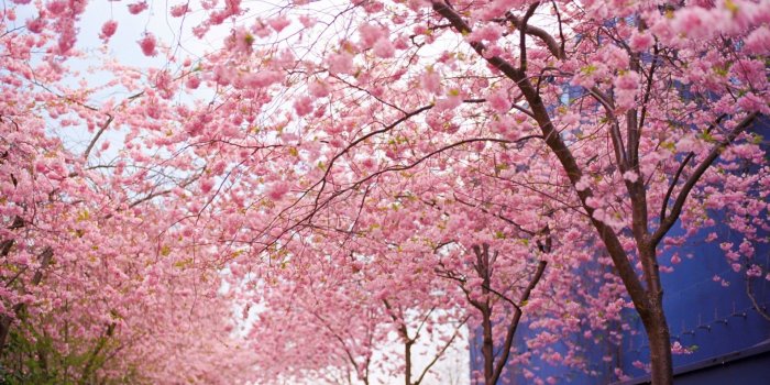 1920x1080 Cherry Blossom Flowers Spring Wallpapers - Pretty Hd Desktop