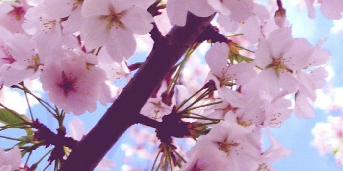 1080x1920 Cherry Blossom iPhone Wallpapers - Top Free Cherry Blossom iPhone