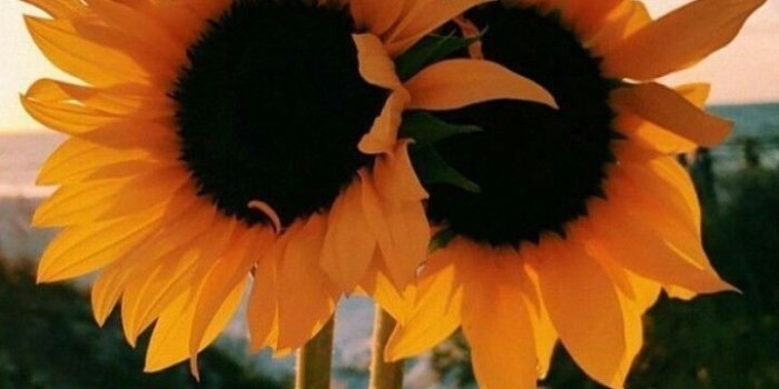 720x1280 Dog Aesthetic Sunflower Wallpaper