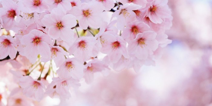 1920x1200 2862971 spring flowers cherry blossom wallpaper and background