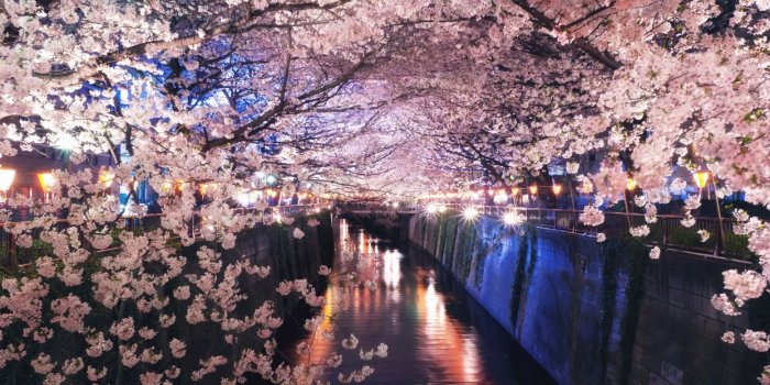 1244x700 Japan spring cherry blossom canal night lights wallpaper | 1920x1080