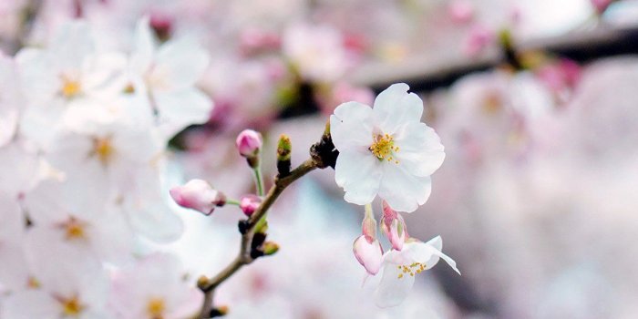 1242x2208 iPhone7papers.com | iPhone7 wallpaper | nx70-cherry-blossom-flower