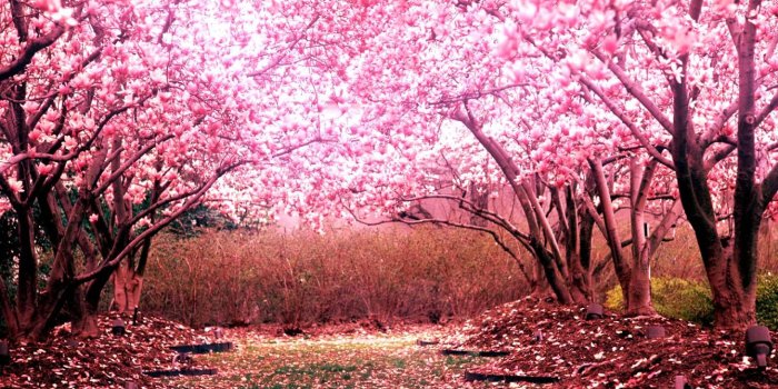 1920x1080 Cherry Blossom Wallpaper HD