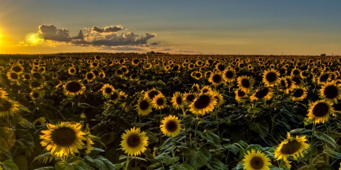 1230x700 Sunset field sunflowers sunflower wallpaper | 3638x2071 | 125265