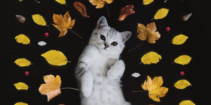 1080x1618 Top 10 Punto Medio Noticias | Iphone Wallpaper Aesthetic Cat