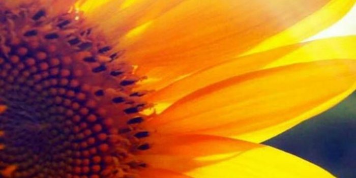 720x1280 Sunflower Wallpaper HD for Android - APK Download