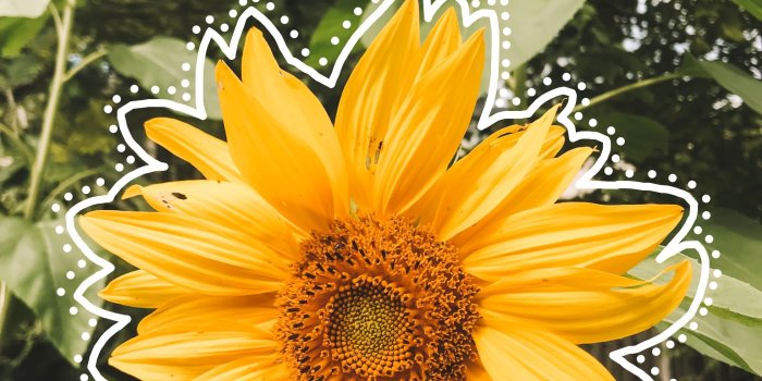 2444x3050 Wallpaper Dog Aesthetic Sunflower