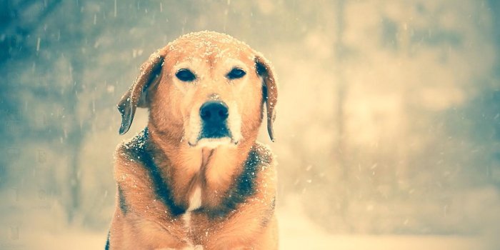 1366x737 Dog In Rain Live Wallpaper Engine Free - Labrador Retriever (#62766