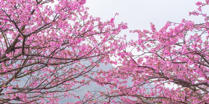 3840x2160 Download 3840x2160 Sakura Tree, Pink Leaves, Spring, Cherry Blossom