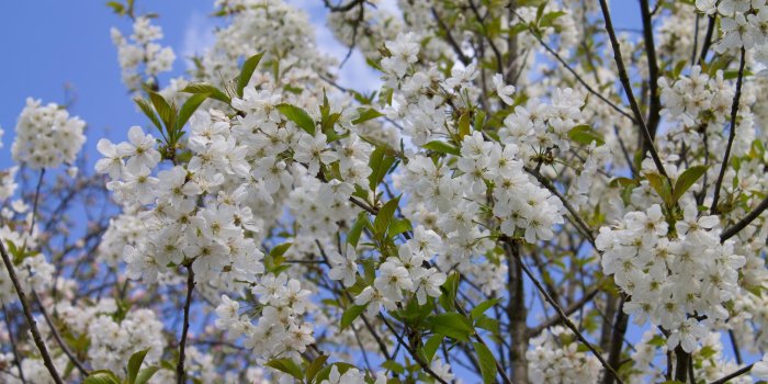 3840x2160 Sour cherry blossoms in the spring wallpaper - Flower wallpapers