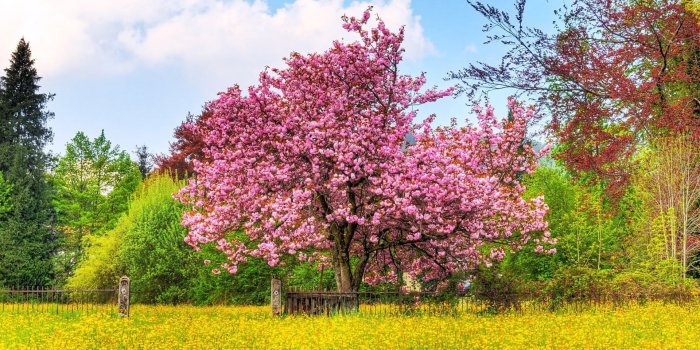 1920x1080 Spring Cherry Blossom Wallpaper - Wallpaper, High Definition, High