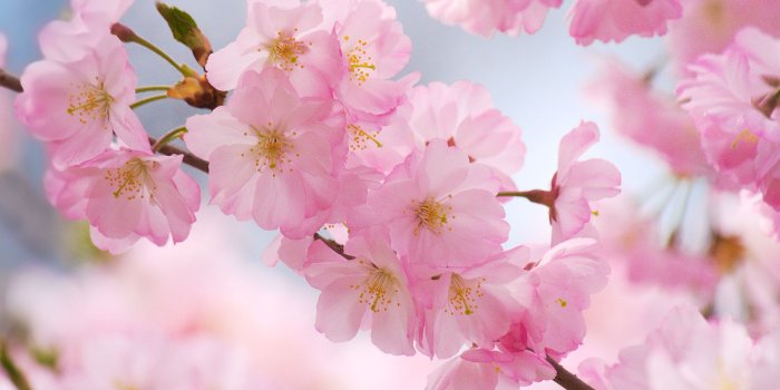 2000x1333 The Cherry Blossoms of Branch Brook Park (Newark: gardens, yard