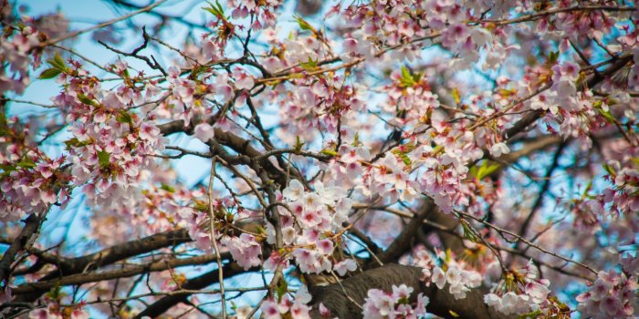 2048x1152 35+ Korean Cherry Blossom Wallpapers - Download at WallpaperBro