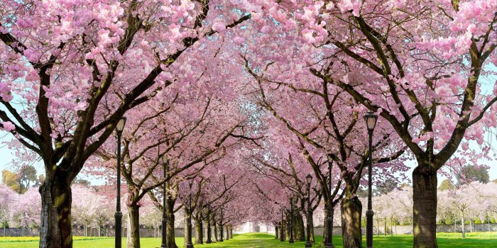 1946x1280 Spring Cherry Blossom Live Wallpaper for Android - APK Download