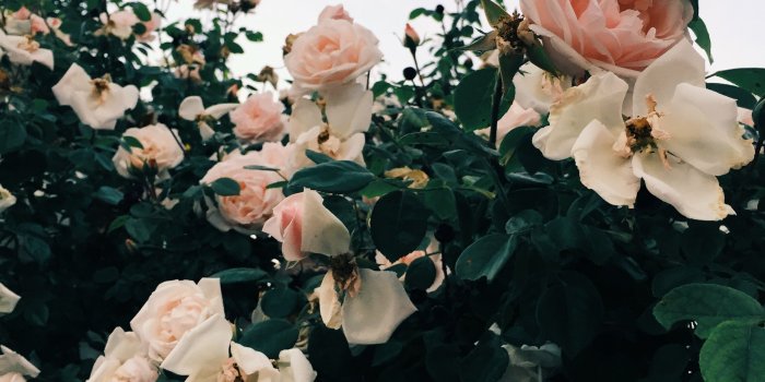 2448x3264 follow me on Insta @heynika_com // pink roses, garden roses, wild