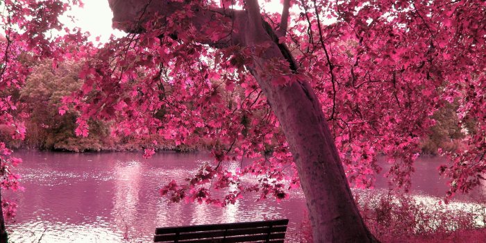 2560x1920 Photo of cherry blossom tree HD wallpaper | Wallpaper Flare