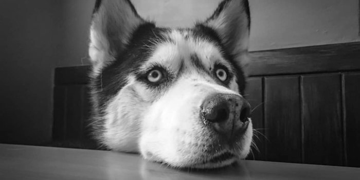 1150x700 5 Best Dog Food For Huskies: Fuel for Winter Wanderers!