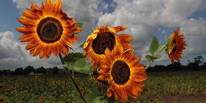 1600x900 EveryDayAPhoto 2019 – The Buffalo News