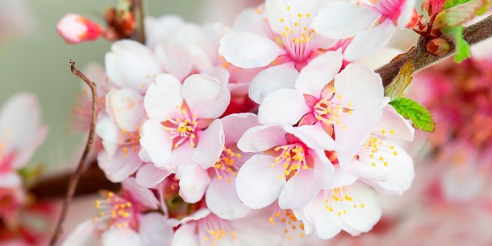 1920x1200 Blossom Wallpapers HD Download Free