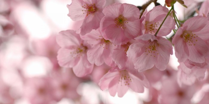 2048x1536 Close Up, Flower, Twig, Spring, Cherry Blossom Wallpaper for IPad
