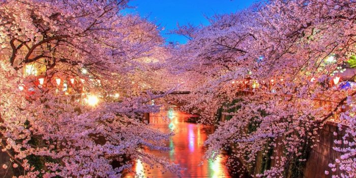 1920x1080 Cherry Blossom Wallpapers (73+ pictures)