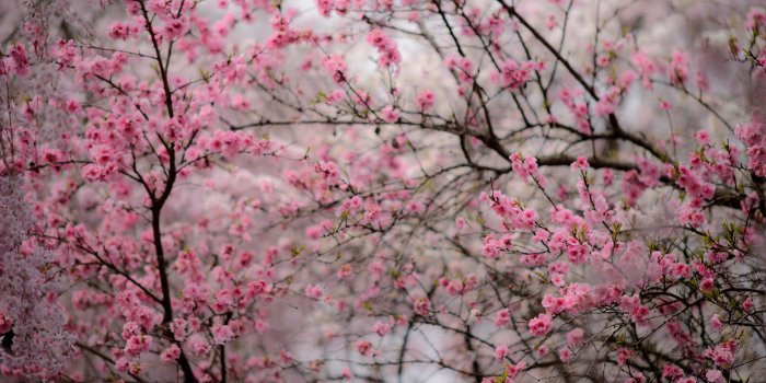 2880x1800 Kyoto Cherry Blossom Desktop Wallpapers - Top Free Kyoto Cherry