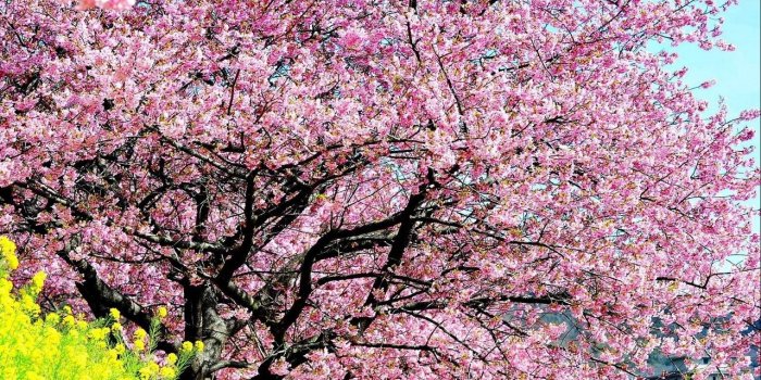 1280x1024 Download wallpaper 1280x1024 cherry, blossom, tree, spring, slope