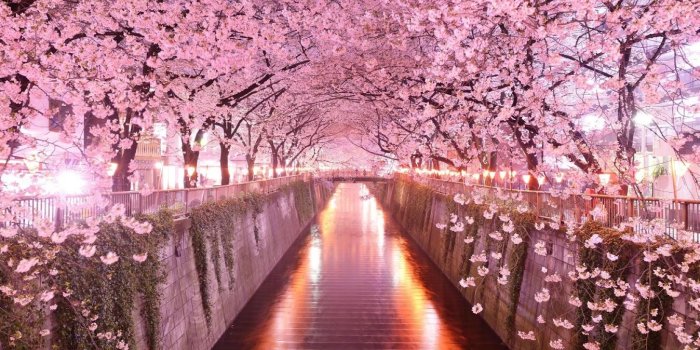 1348x900 Japan cherry blossom wallpaper Gallery