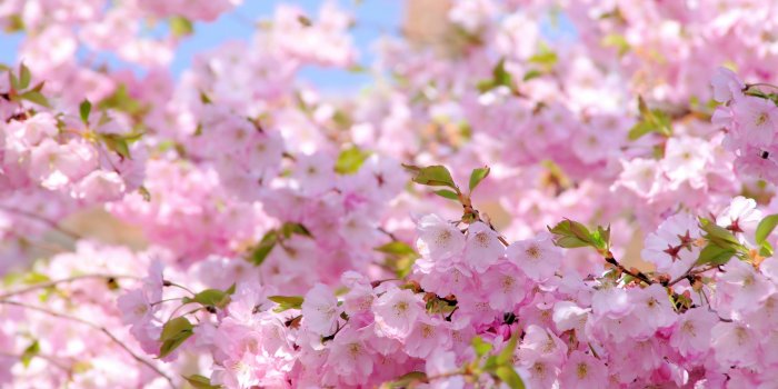 4000x2658 2314 spring cherry blossoms wallpaper | Cherry blossom wallpapers