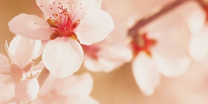 1125x2436 iPhonepapers.com | iPhone 8 wallpaper | mp02-spring-flower