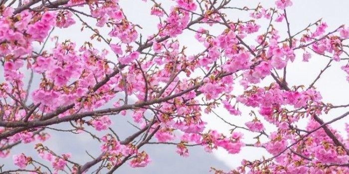 750x1334 Download 750x1334 Sakura Tree, Pink Leaves, Spring, Cherry Blossom