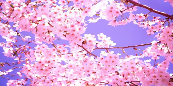 1920x1080 Cherry Blossoms iPhone Wallpaper (75+ images)