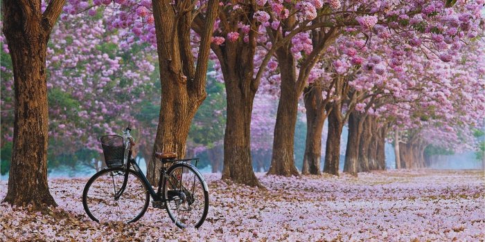 2048x1280 Cherry Blossom Desktop Wallpapers (81+ background pictures)