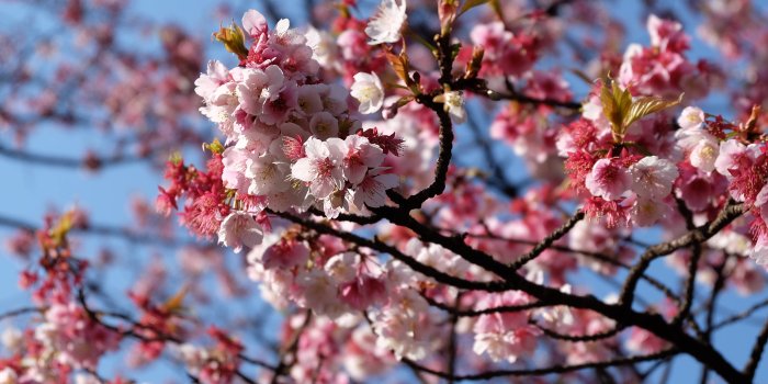 4896x3264 0255 - sakura free live wallpaper | woodenboxlwp