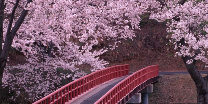 2560x1600 30+ Cherry Blossom Landscape Wallpapers - Download at WallpaperBro