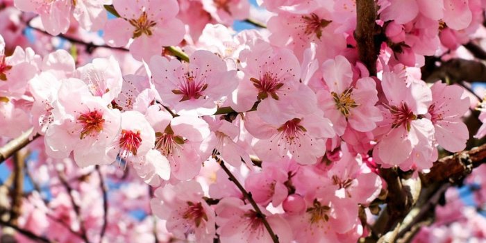 1080x1920 Download 1080x1920 Wallpaper Japanese Cherry Trees, Cherry Blossom
