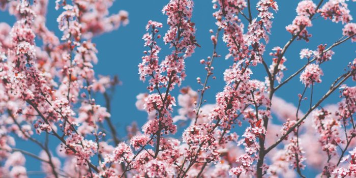1730x1155 13 Gorgeous Spring Blossom iPhone Wallpapers | Preppy Wallpapers