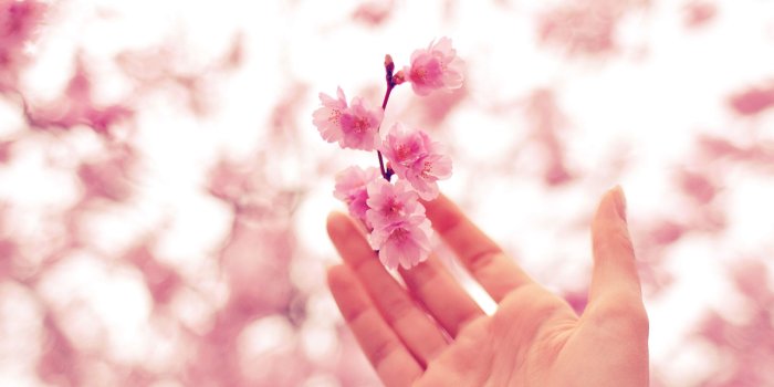 2560x1600 nq46-spring-cherry-blossom-bokeh-nature-pink-wallpaper