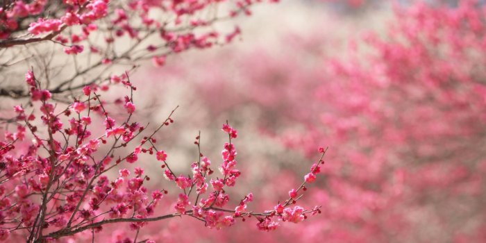 2560x1920 Spring Wallpaper Widescreen - Cherry Blossom High Resolution