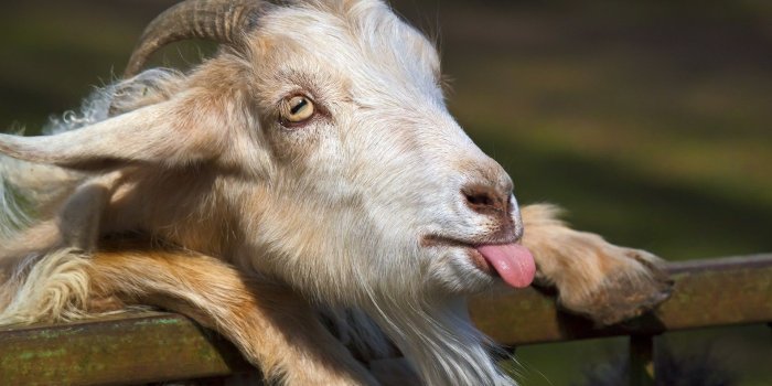 1920x1200 Funny Goat wallpaper | 1920x1200 | #6513