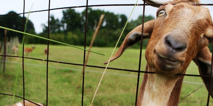 1280x720 Amazing Backgrounds | Goat Simulator High Quality (28+) Wallpapers