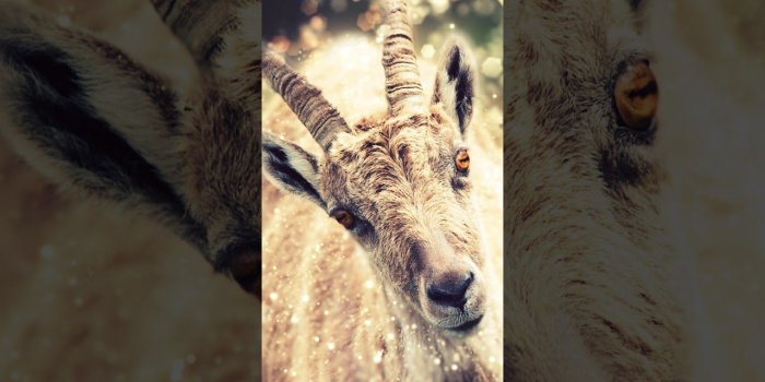 1280x720 Funny Goat Wallpaper - Goats (#220124) - HD Wallpaper Download