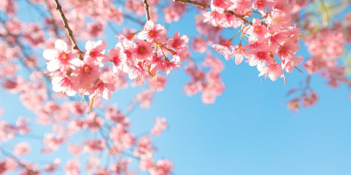 1332x850 Wallpaper the sky, branches, spring, Sakura, flowering, pink