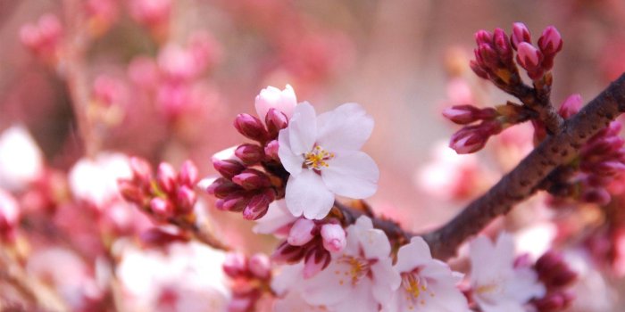 1920x1080 Cherry Blossom Desktop Backgrounds