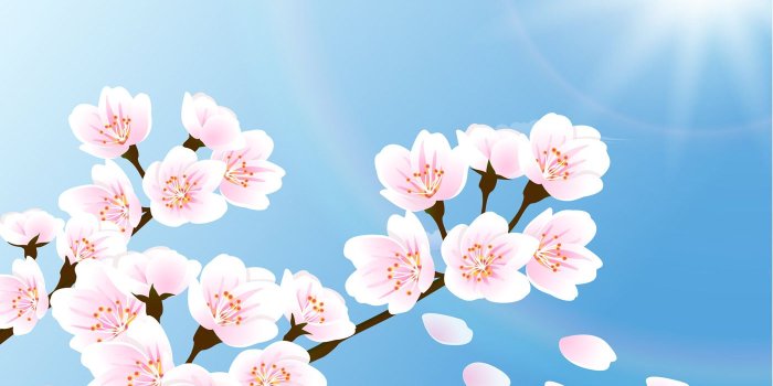 1400x980 Cherry Blossom Wallpaper Vector - Download Free Vector Art, Stock